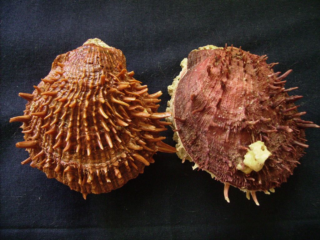 Spondylus cevikeri e Spondylus gaederopus:serie di crescita